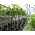 Produktbild: Kaki Baum 160-180 cm Sorte 