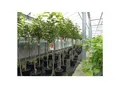 Produktbild: Kaki Baum 160-180 cm Sorte 