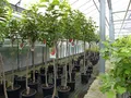 Produktbild: gruenwaren jakubik Kaki Baum 160-180 cm Sorte 'Rojo Brilliante' Kakipflaume