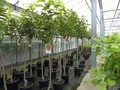 Produktbild: gruenwaren jakubik Obstpflanze Kaki Baum 160-180 cm Sorte 
