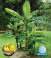 Produktbild: Winterharte Banane 'grün',1 Pfl. Faserbanane Bananenbaum Musa basjoo
