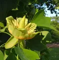 Produktbild: Amerikanischer Tulpenbaum 100-125cm - Liriodendron tulipifera