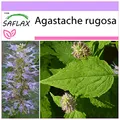 Produktbild: SAFLAX - Kräuter - Koreanische Minze - 1200 Samen - Agastache rugosa