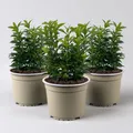 Produktbild: Immergrüner japanischer Spindelstrauch 'Green Spire', im Topf 13cm Ø, 3er Set