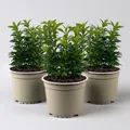 Produktbild: Immergrüner japanischer Spindelstrauch 'Green Spire', im Topf 13cm Ø, 3er Set