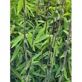 Produktbild: 4 x Schwarzer Bambus - Fargesia nitida Black Pearl - ideal für Hecken und Kübel