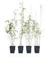 Produktbild: 4 Stk. Schwarzer Bambus - Fargesia nitida Black Pearl - keine Wurzelausläufer - schnell wachsend - winterhart - ideal für Hecken und Kübel - 30/40 cm hoch, im Topf (4)