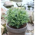 Produktbild: Löffel Ilex Dark Green 30-40cm - Ilex crenata