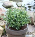 Produktbild: Löffel Ilex Dark Green 30-40cm - Ilex crenata