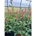Produktbild: Photinia Fraseri Red Robin Glanzmispel Rot 2 Liter Container