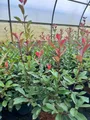 Produktbild: Pflanzen für Dich Gehölze Photinia fraseri Red Robin, 1 St., Glanzmispel, Rote Glanzmispel