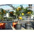 Produktbild: Citrus Yuzu 70 - 80 cm, Zitronenbaum Zitrone, japanische Zitrone, winterhart