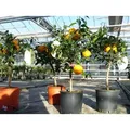 Produktbild: gruenwaren jakubik Zitronenbaum Citrus Yuzu 70 - 80 cm, Zitronenbaum Zitrone, japanische Zitrone