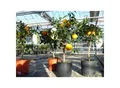 Produktbild: Citrus Yuzu 70 - 80 cm, Zitronenbaum Zitrone, japanische Zitrone, winterhart