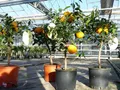 Produktbild: gruenwaren jakubik Citrus Yuzu 70-80 cm, Zitronenbaum Zitrone, japanische Zitrone, winterhart