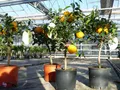 Produktbild: gruenwaren jakubik Zitronenbaum Citrus Yuzu 70 - 80 cm, Zitronenbaum Zitrone, japanische Zitrone