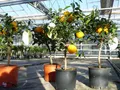 Produktbild: Citrus Yuzu 70 - 80 cm, Zitronenbaum Zitrone, japanische Zitrone, winterhart