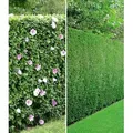 Produktbild: BALDUR Garten Hecken Gemischte Hecken-Kollektion, 10 St., Leyland-zypressen-hecke, winterhart, mehrjährig, blickdicht bunt