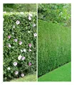 Produktbild: BALDUR Garten 10er Gemischte Hecken-Kollektion, je 5 Pflanzen Hibiskus-Hecke und Leyland-Zypressen-Hecke, winterhart, blühend, Hibiscus syriacus, Cupressocyparis leylandii