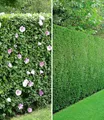 Produktbild: BALDUR Garten Hecken Gemischte Hecken-Kollektion, 10 St., Leyland-zypressen-hecke, winterhart, mehrjährig, blickdicht