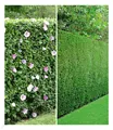 Produktbild: Gemischte Hecken-Kollektion, 10 Pflanzen 5 Hibiskus- u. 5 Leyland-Zypressen