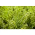 Produktbild: Taxus media 'Tymon' 50-60 cm