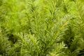 Produktbild: Pflanzen für Dich Konifere Taxus media Tymon, 1 St., Becher-Eibe, immergrün, schnittverträglich