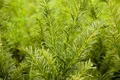 Produktbild: Taxus media 'Tymon', Eibe, 50–60 cm, immergrün
