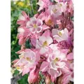 Produktbild: Aquilegia Caerulea Biedermeier Akelei Ca. 9x9 cm Topf