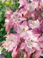 Produktbild: Aquilegia caerulea 'Biedermeier', Akelei, bunt, ca. 9x9 cm Topf