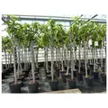 Produktbild: Feigenbaum 160-180 cm Obstbaum winterhart kräftiger Stamm, Ficus Carica, Feige, Obst