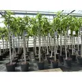 Produktbild: Feigenbaum 160-180 cm Obstbaum winterhart kräftiger Stamm, Ficus Carica, Feige, Obst