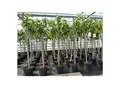 Produktbild: Feigenbaum 160-180 cm Obstbaum winterhart kräftiger Stamm, Ficus Carica, Feige, Obst