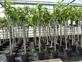Produktbild: gruenwaren jakubik Feigenbaum 160-180 cm Obstbaum winterhart kräftiger Stamm, Ficus Carica, Feige, Obst