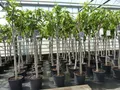 Produktbild: Feigenbaum 160-180 cm Obstbaum winterhart kräftiger Stamm, Ficus Carica, Feige