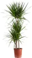 Produktbild: Gerandeter Drachenbaum 3-Stamm - pflegeleichte Zimmerpflanze, Dracaena marginata - Höhe ca. 120 cm, Topf-Ø 21 cm