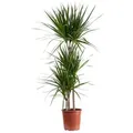 Produktbild: Flowerbox Zimmerpflanze Gerandeter Drachenbaum - Dracaena marginata, pflegeleicht - Höhe ca. 120 cm, Topf-Ø 21 cm