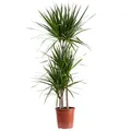 Produktbild: Gerandeter Drachenbaum 3-Stamm - pflegeleichte Zimmerpflanze, Dracaena marginata - Höhe ca. 120 cm, Topf-Ø 21 cm