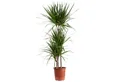 Produktbild: Flowerbox Zimmerpflanze Gerandeter Drachenbaum - Dracaena marginata, pflegeleicht - Höhe ca. 120 cm, Topf-Ø 21 cm