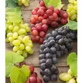 Produktbild: BALDUR Garten 3er Kernlose Tafel-Trauben-Kollektion, 3 Pflanzen je im 11 cm-Topf , Weinreben Sortiment kernlos, Sorten New York, Vanessa, Venus, wi...