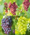 Produktbild: BALDUR Garten Obstpflanze Kernlose Tafel-Trauben-Kollektion, 3 St., Selbstbefruchtend, winterhart, mehrjährig, pflegeleicht