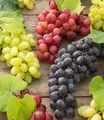 Produktbild: Kernlose Tafel-Trauben-Kollektion, 3 Weintrauben, Weinreben Sortiment kernlos