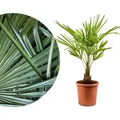 Produktbild: Meine Orangerie Hanfpalme Trachycarpus - Frosthart bis -19 Grad - im Ø 22cm Topf - Chinesische Hanfpalme - Winterharte Palme (Ø 22cm)