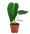 Produktbild: Herzblattblume Anthurium veitchii Rarität ca. 25 cm Ø Topf 12 cm, Dehner