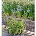 Produktbild: Garten Salbei Royal Blue - Salvia patens