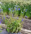 Produktbild: Garten Salbei Royal Blue - Salvia patens