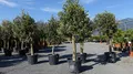 Produktbild: gruenwaren jakubik Olivenbaum Olive '20 Jahre' 170-180 cm, beste Qualität, winterhart, Olea Europaea