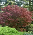 Produktbild: Japanischer Fächer Ahorn Rhode Island Red 30-40cm - Acer palmatum