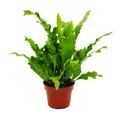 Produktbild: Exotenherz Zimmerpflanze Asplenium Farn-Sorten fürs Zimmer Nestfarn 12cm Topf ca. 25cm hoch