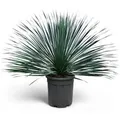 Produktbild: Sunny-Tree Mediterrane Yucca Rostrata Blue Blue Palmlilie Winterharte Pflanze bis -20°C Ideal für Garten & Terrasse